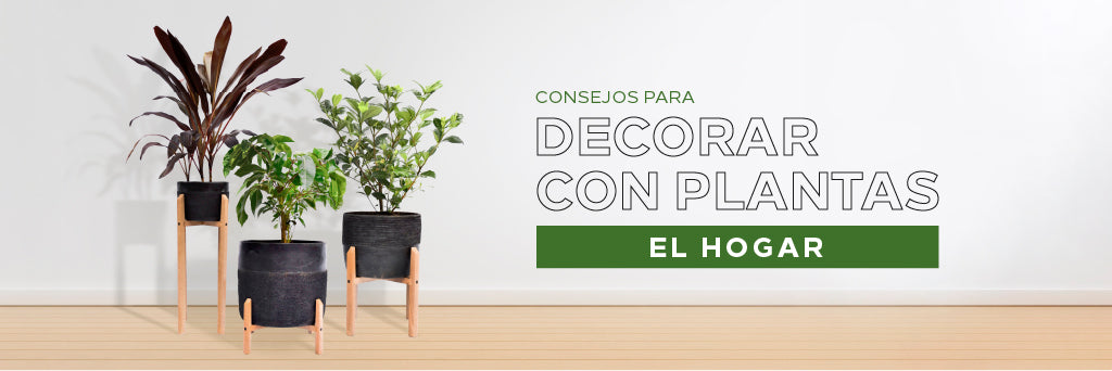 Consejos para decorar con plantas el hogar